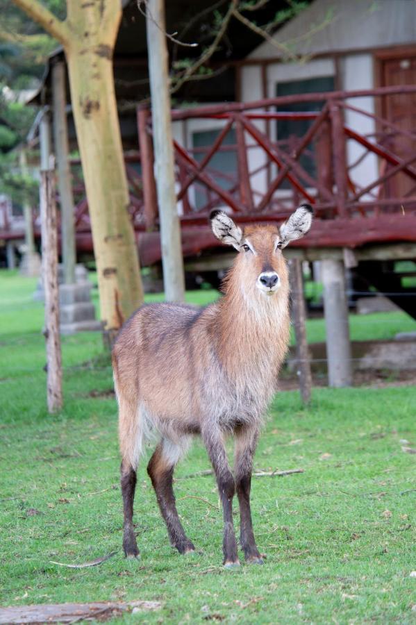 Lake Naivasha Crescent Camp Dış mekan fotoğraf
