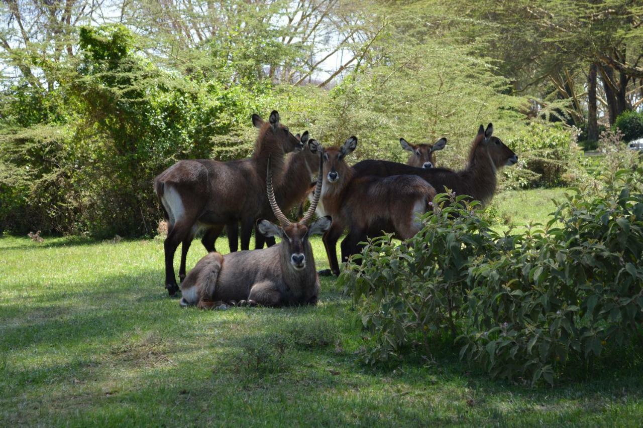 Lake Naivasha Crescent Camp Dış mekan fotoğraf