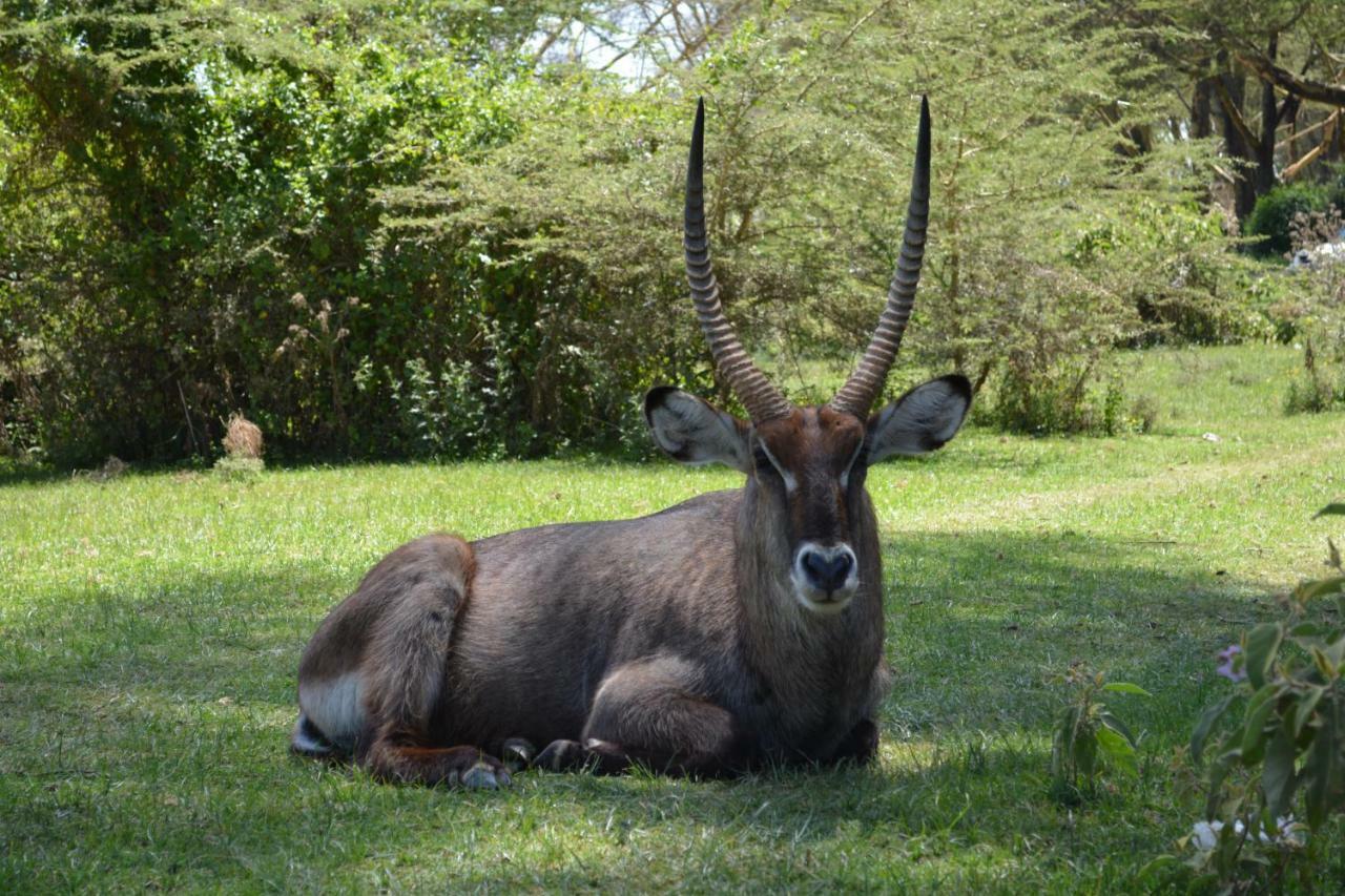 Lake Naivasha Crescent Camp Dış mekan fotoğraf